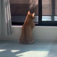 窓の方に向き直る猫