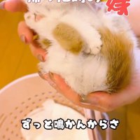 抱っこされる子猫