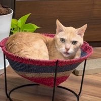 ハンモックに入っている猫