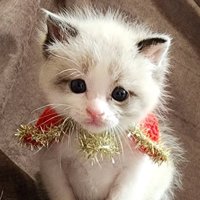 首に飾りをつけている子猫