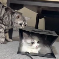 紙袋に入った猫に近づく猫
