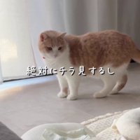 赤ちゃんを見守る猫