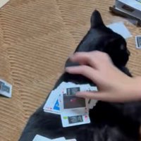 黒猫の背中の上で飼い主達が素早くトランプを出している様子