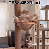 ボウルで眠る猫2