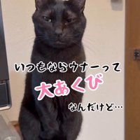 目を細めて飼い主から視線を逸らす猫