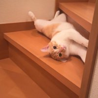 階段で仰向けになって眠る茶白猫