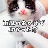 手で持たれる子猫