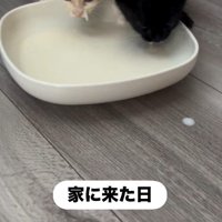 並んでミルクを飲んでいる子猫
