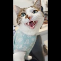 エースくんのアップ