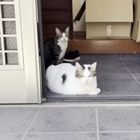 玄関にいる猫
