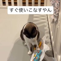 赤ちゃんのおもちゃで遊ぶ猫