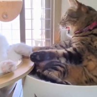 威嚇するキジトラ猫