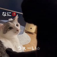 構ってほしい猫