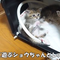 ケージの中にいる子猫