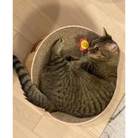室内にいる猫