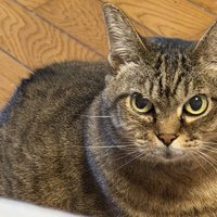 上目遣いで飼い主を見上げる猫