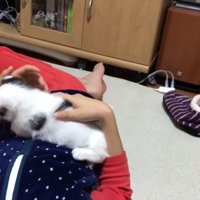 男の子のお腹の上でバランスを崩す子猫