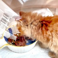 ごはんを食べる子猫