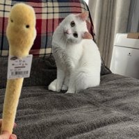 首をかしげる猫