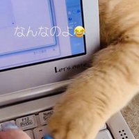 ノートパソコンの後ろから猫パンチするミックス猫