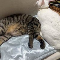 猫の頭の上に乗る猫