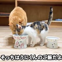 テロップ「そっちはうにくんの～」