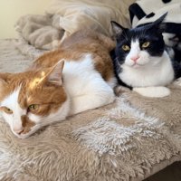 茶白猫と白黒猫