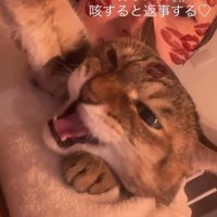 飼い主の咳を聞いて返事をする猫