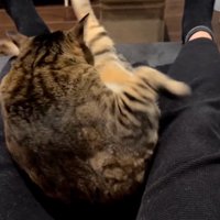 左へ体をよじる猫