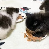 溢れるごはん