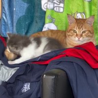 ちくわくんにじゃれつくわさびくん