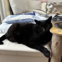 くつろいでいる黒猫