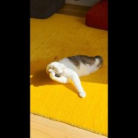 頭を撫でつけて