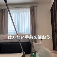 ゴルフの練習をしている人とそれを見ている子猫