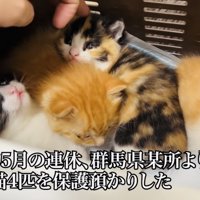 猫用キャリーの中の4匹の子猫に触ろうとする父ちゃん