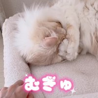 前足で顔を隠す猫