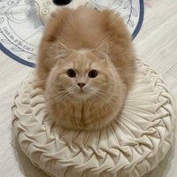 丸いクッションと丸い猫