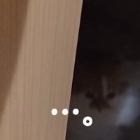 ドアの隙間の暗闇に見える1匹の猫