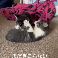 にゃんプロをしている2匹の子猫
