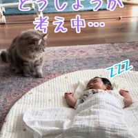 寝ている赤ちゃんのそばで思案する猫