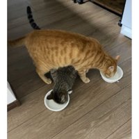 ごはんを食べている猫たち