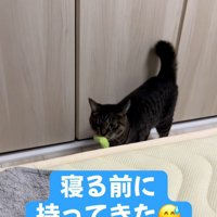 猫じゃらしを咥えている猫
