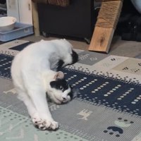 横になって両前足を揃えたまま体を伸ばしている猫