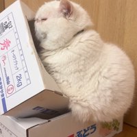 箱の端に乗る猫