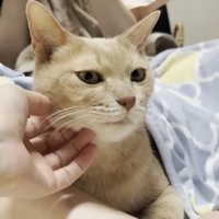右頬を撫でられる猫ちゃん（背後に娘さん、体にブランケットを被せてもらっている）
