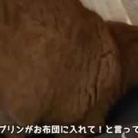 テロップ「今年初の～」