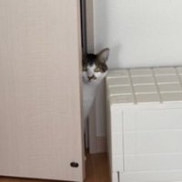 室内にいる猫