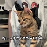 抱っこ紐の中で目を閉じる子猫