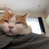 茶白猫の顔アップ