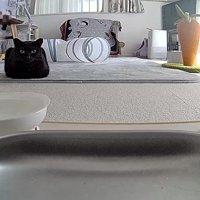 飼い主が起動したペットカメラの映像